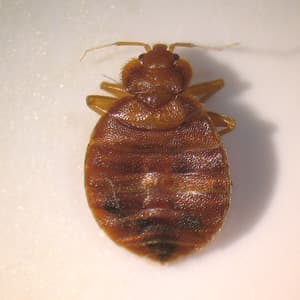 Bed Bugs