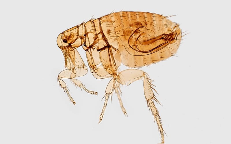 Fleas