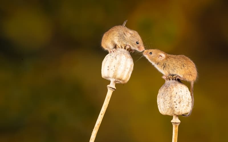 Mice
