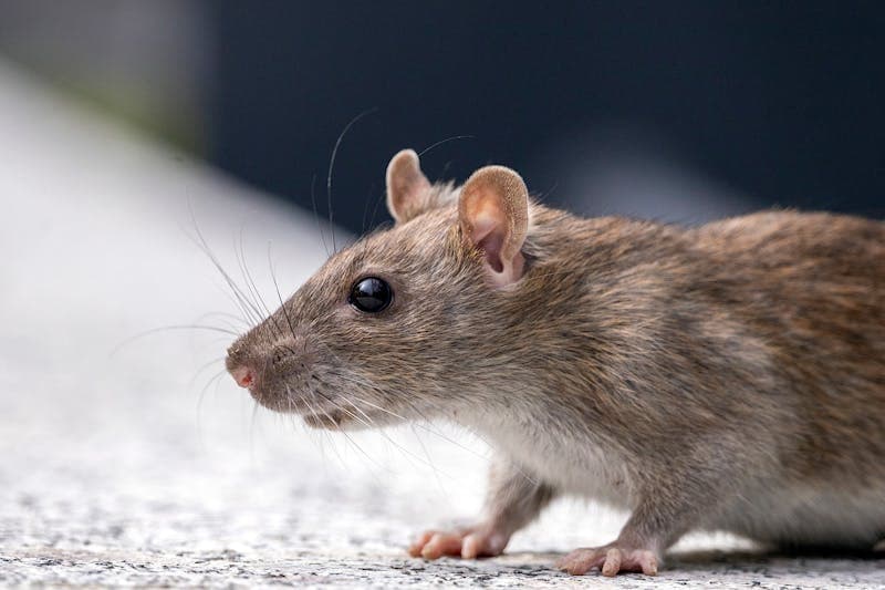 Rats