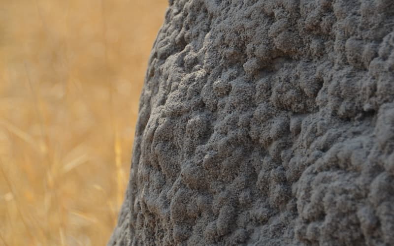 Termites