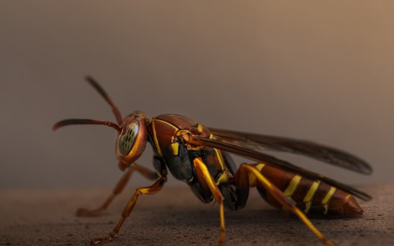 Wasps & Hornets